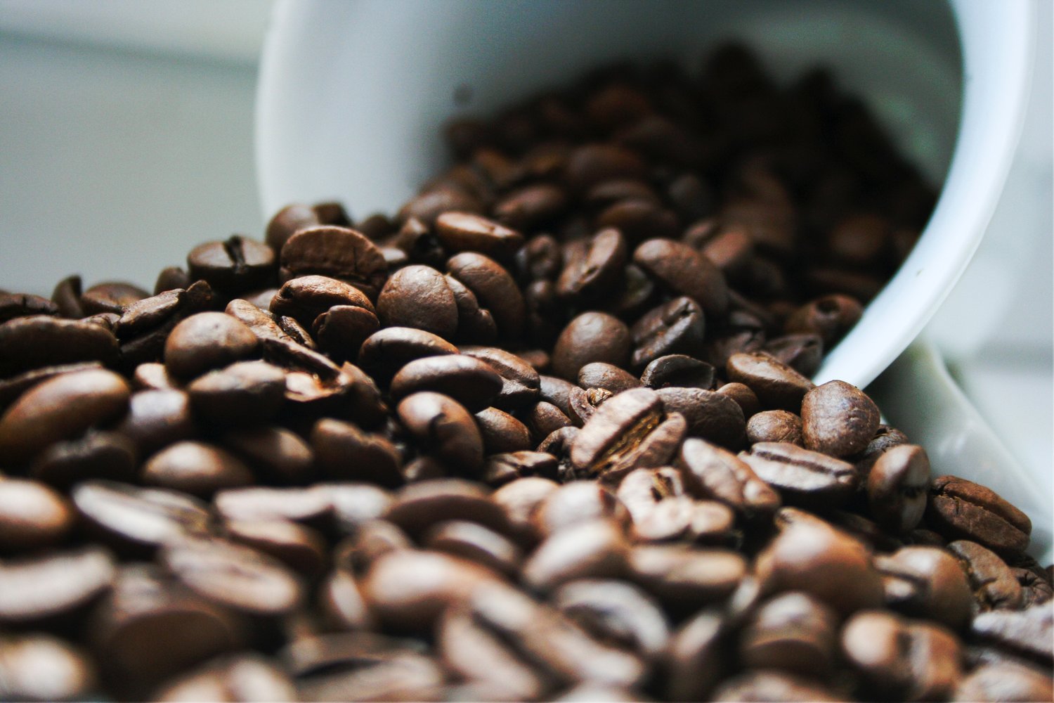 Harvesting Organic Coffee