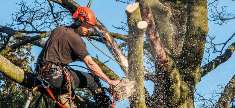 Tree Surgeons