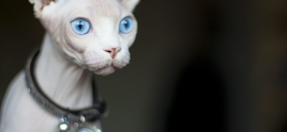 How to take care of a sphynx cat