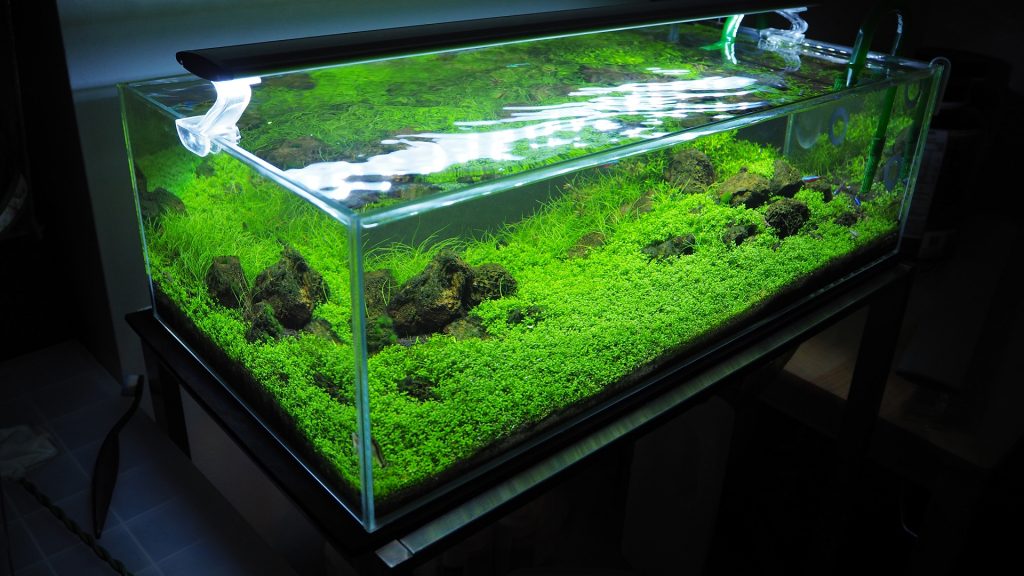 aquarium-plant-soil-substrate